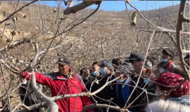 市產(chǎn)投集團(tuán)在靜寧幫扶村開(kāi)展冬季果園管理培訓(xùn)(圖5) 市產(chǎn)投集團(tuán)在靜寧幫扶村開(kāi)展冬季果園管理培訓(xùn)(圖5)